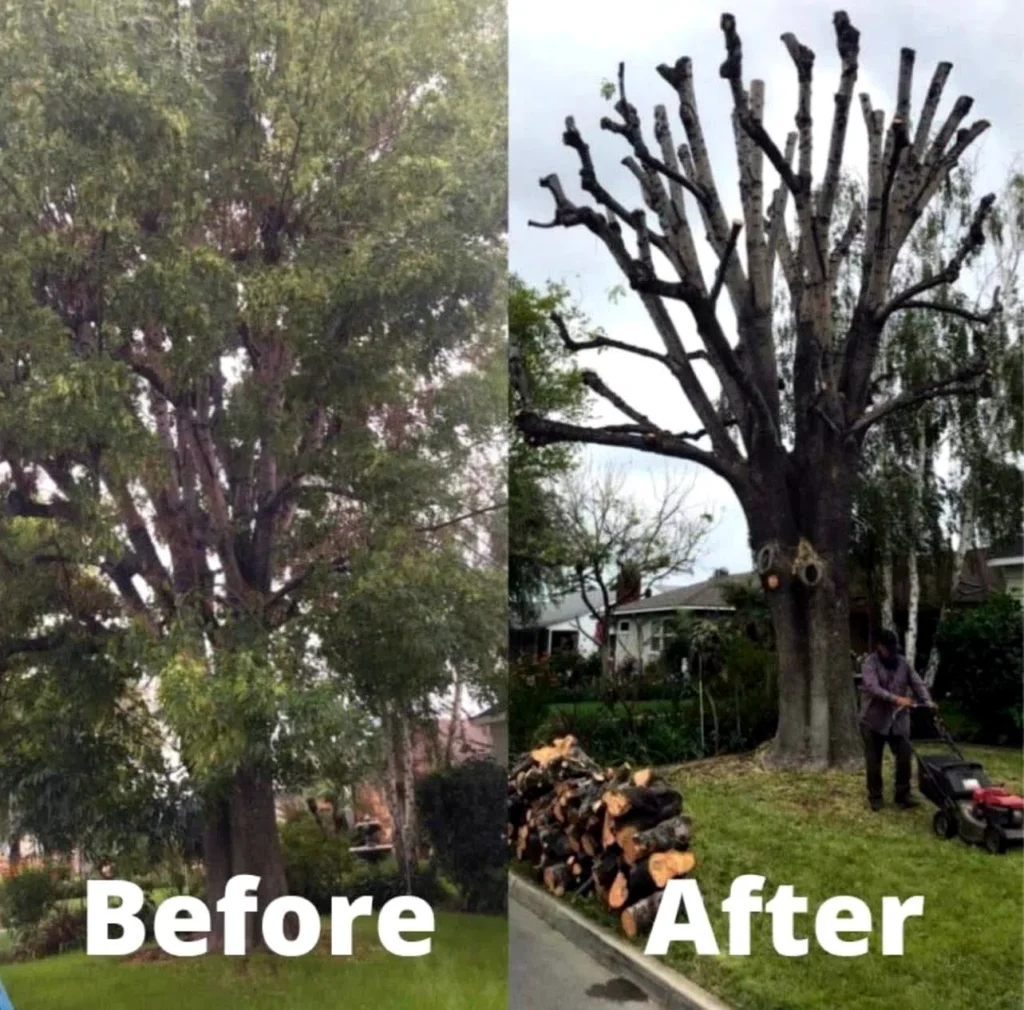 Before and after of mature tree trimming and yard cleanup