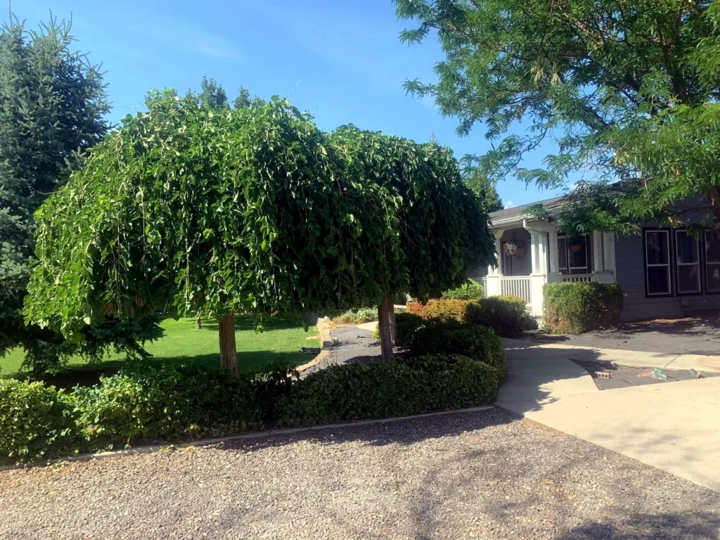 Completed landscaping project at a Heber City home