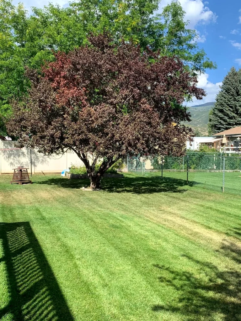 New sod installation at a residential property in Heber City, Utah